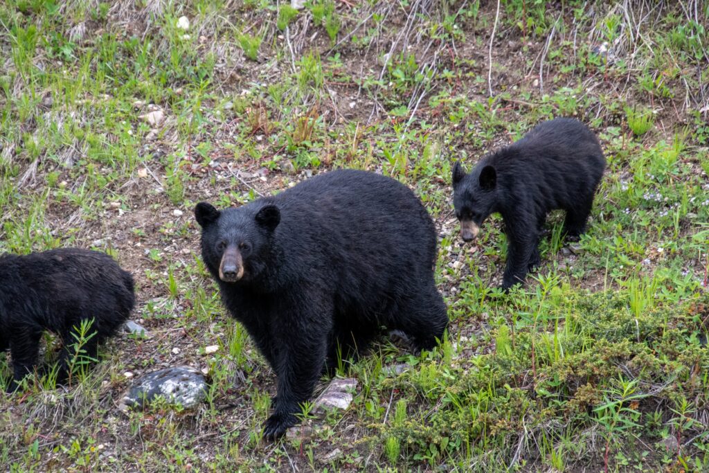 車中泊・キャンプで熊に遭遇しないための6つの対策