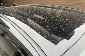 車の塗装に花粉汚れがついている様子(ルーフ)