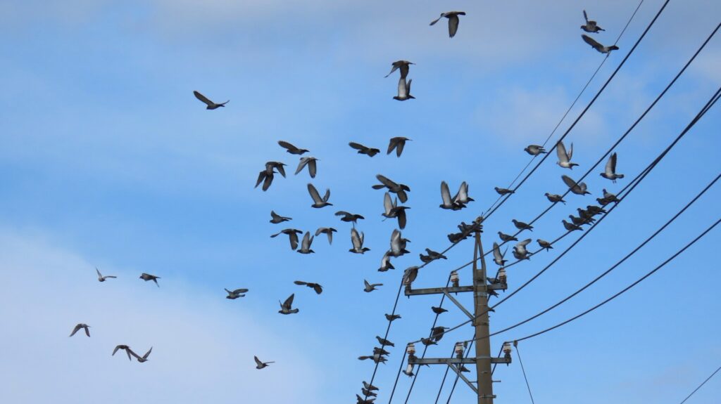 電線に集まる無数の鳥