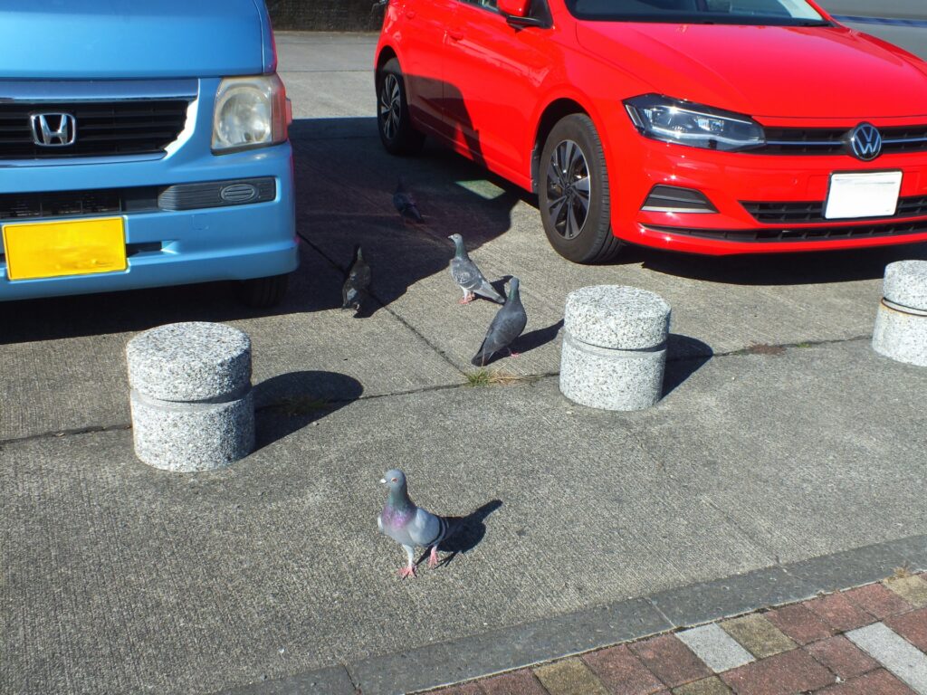 駐車した車に集まる鳥(鳩)