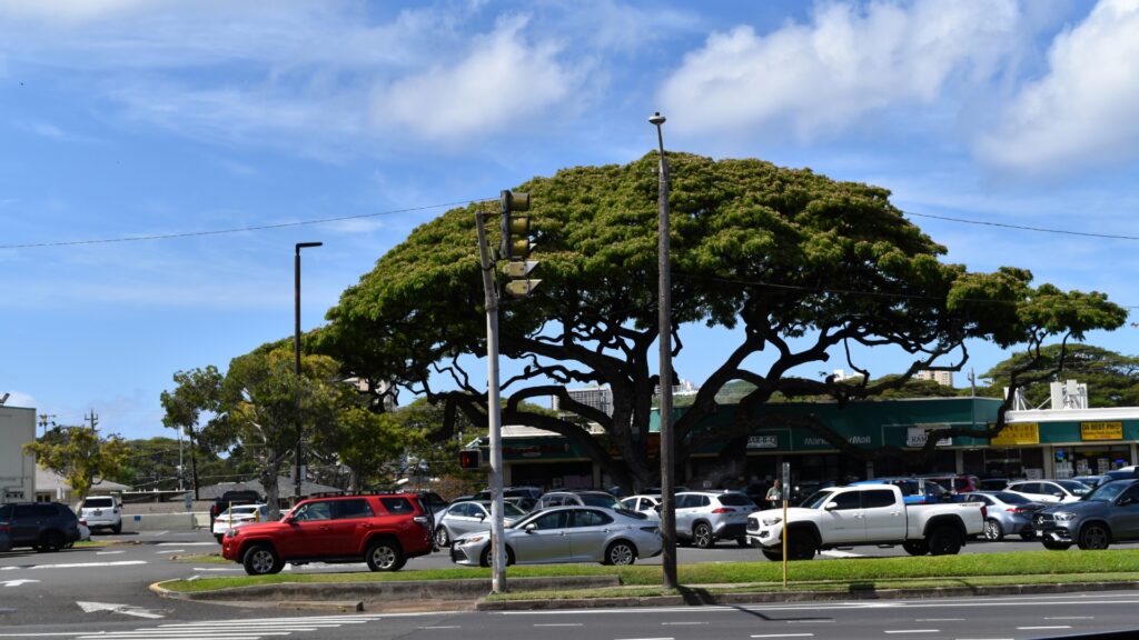 大樹の近くに設置された駐車場