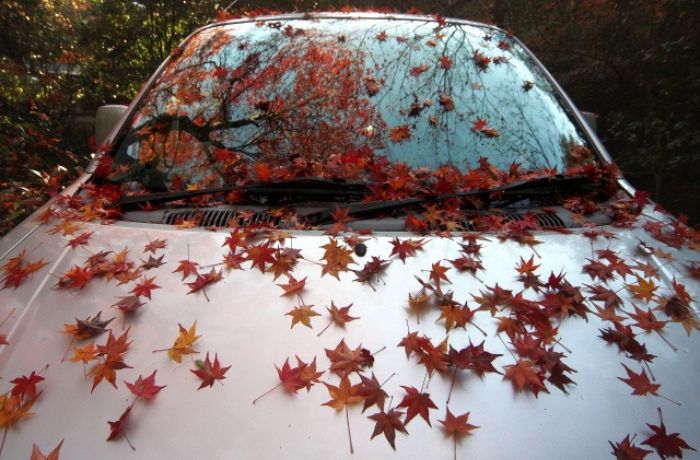 ボンネットに落ち葉がたくさん付いている車