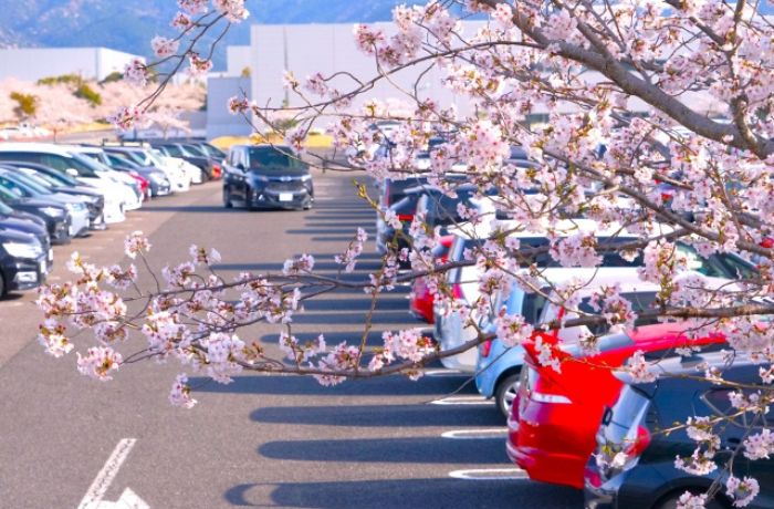 桜の木がある駐車場に停められた車