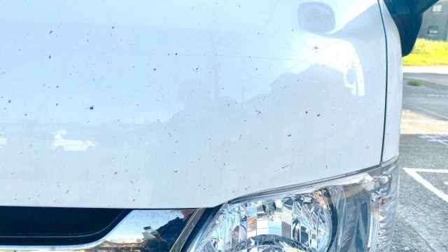 車のフロント部分に虫汚れが付着している様子