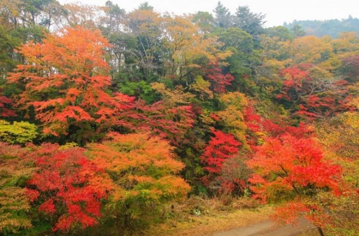 養老渓谷の筒森もみじ谷の紅葉の様子