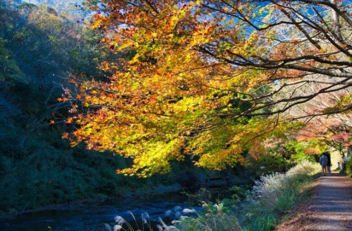 紅葉シーズンの中瀬遊歩道のイメージ写真