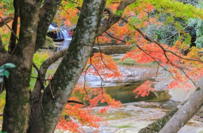 養老渓谷の現在の紅葉状況を確認する方法