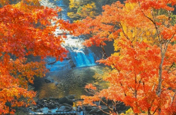 【2026年最新版】養老渓谷の紅葉の見頃はいつ？おすすめスポットやドライブコースも紹介