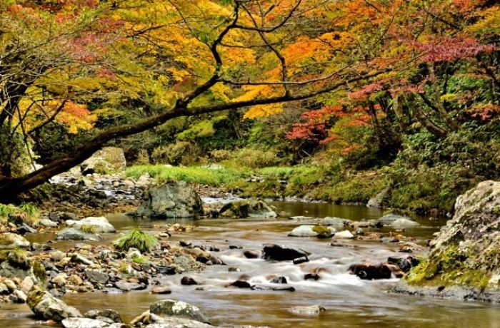 養老川沿いの紅葉